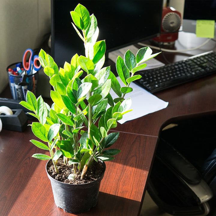 zanzibar gem indoor plants ZZ Plant - 6 Inch Pot