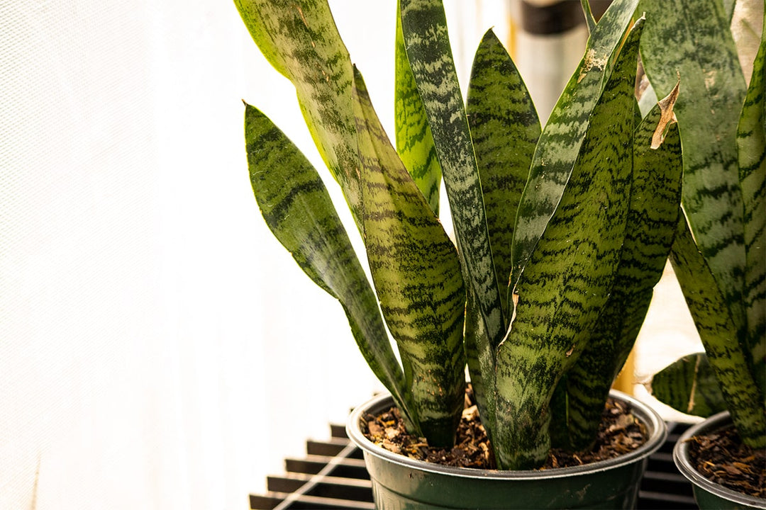 洋書 the splendid sansevieria Buy Sansevieria Golden Flame, Snake Plants | Eureka Farms