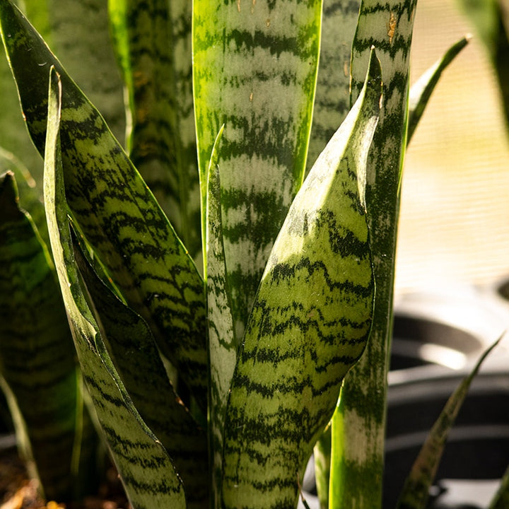 snake plant dark green leaves Sansevieria Zeylanica Snake Plant - 6 Inch Pot