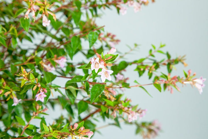 abelia-edward-goucher-2_720x.