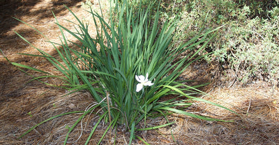 White African Iris Shrub