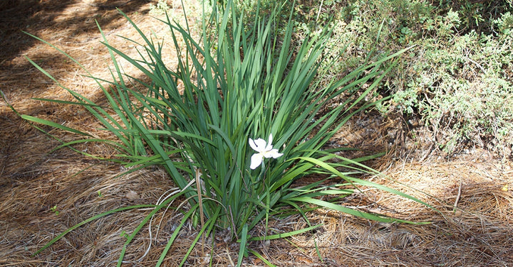 White African Iris Shrub - 1 Gallon / 5-Pack