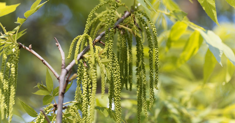 Amling Pecan Tree | Type 1 Pollinator