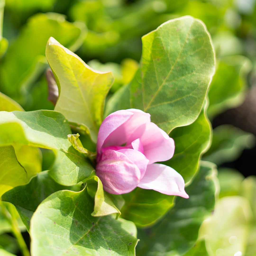 alexandra magnolia lily flower tree Alexandrina Magnolia Tree - 1 Gallon