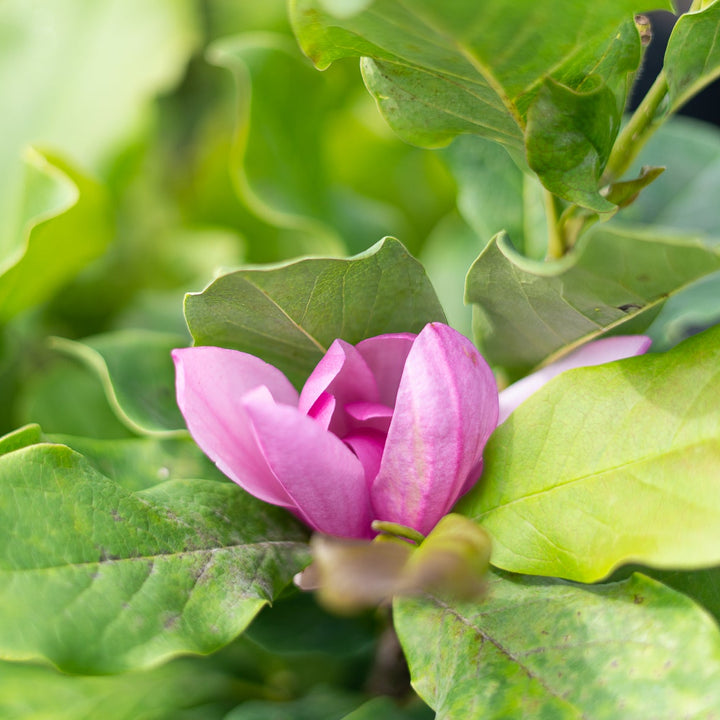 alexandra magnolia lily flower tree Alexandrina Magnolia Tree - 1 Gallon