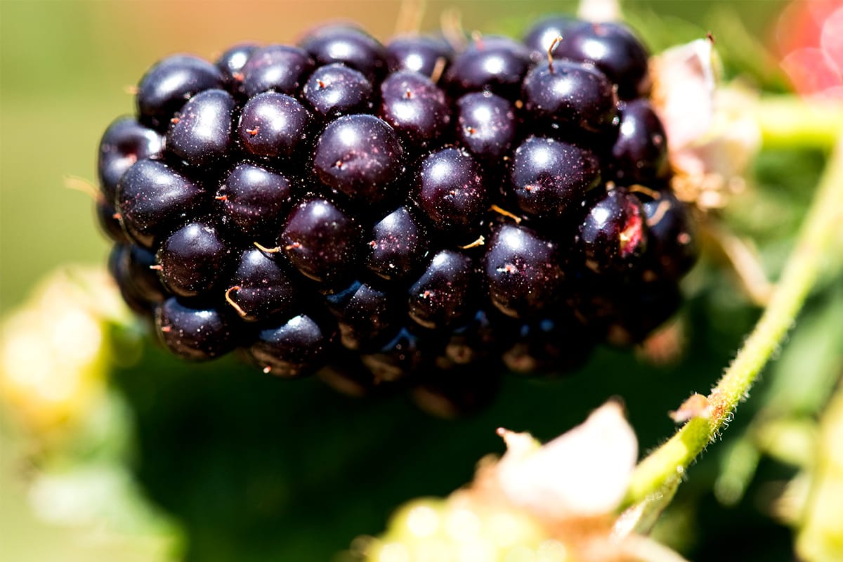 Arapaho Blackberry Bush Thornless Blackberry Plants For Sale