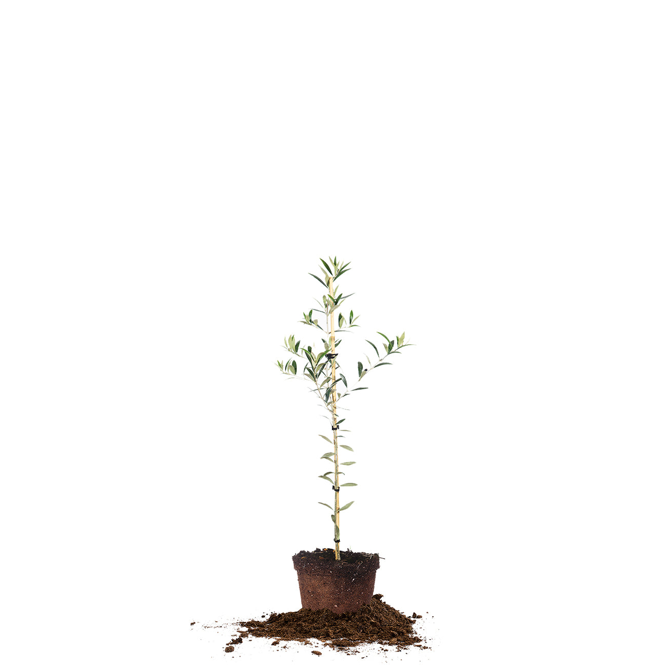 1 to 2 foot real arbequina olive tree for sale online from Perfect Plants Nursery