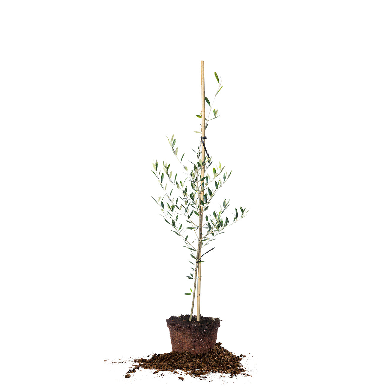 2 to 3 foot real arbequina olive tree for sale online from Perfect Plants Nursery