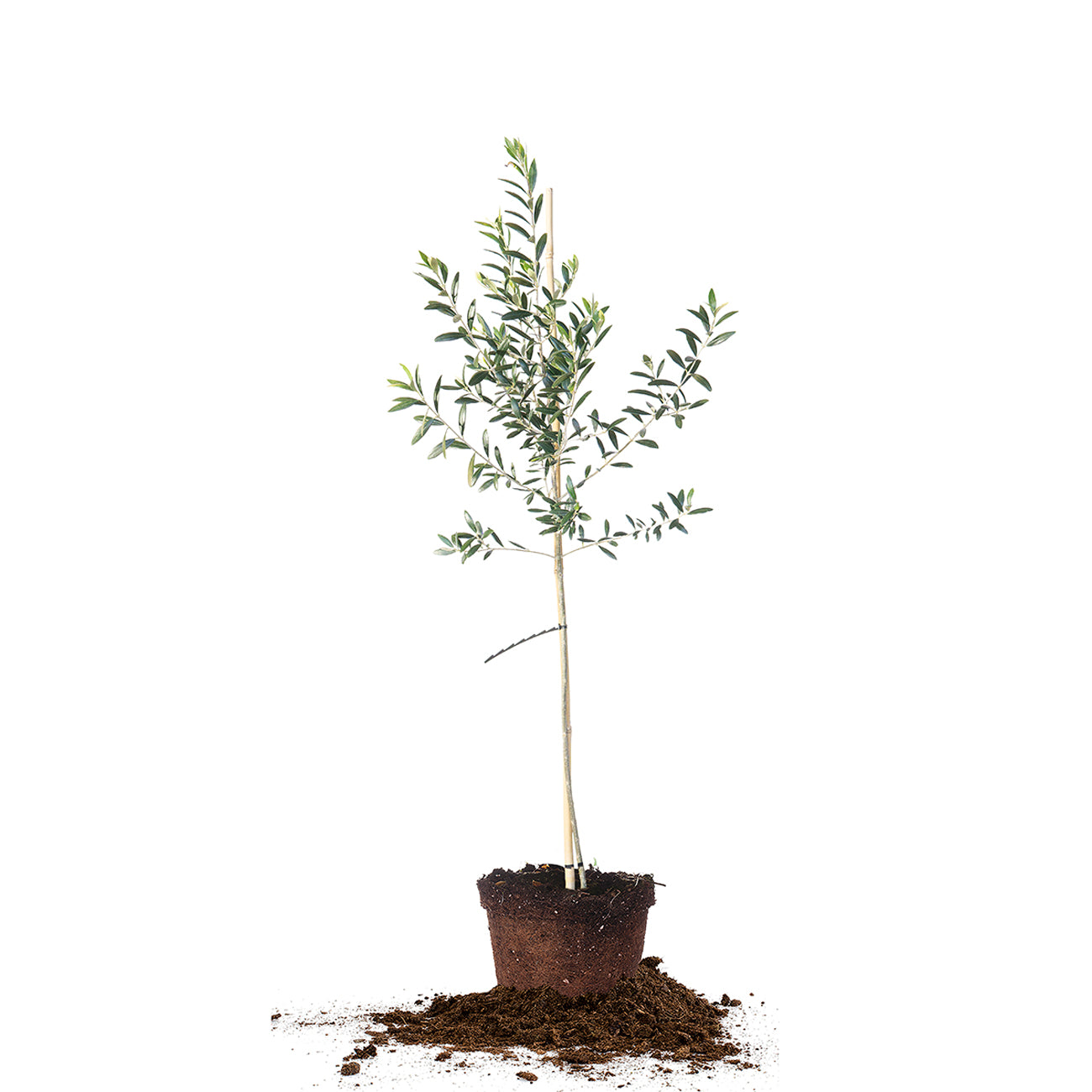 3 to 4 foot real arbequina olive tree for sale online