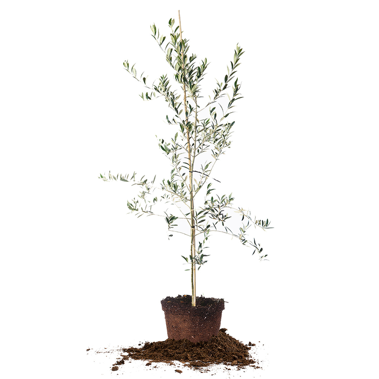 4 to 5 foot real arbequina olive tree for sale online from Perfect Plants Nursery
