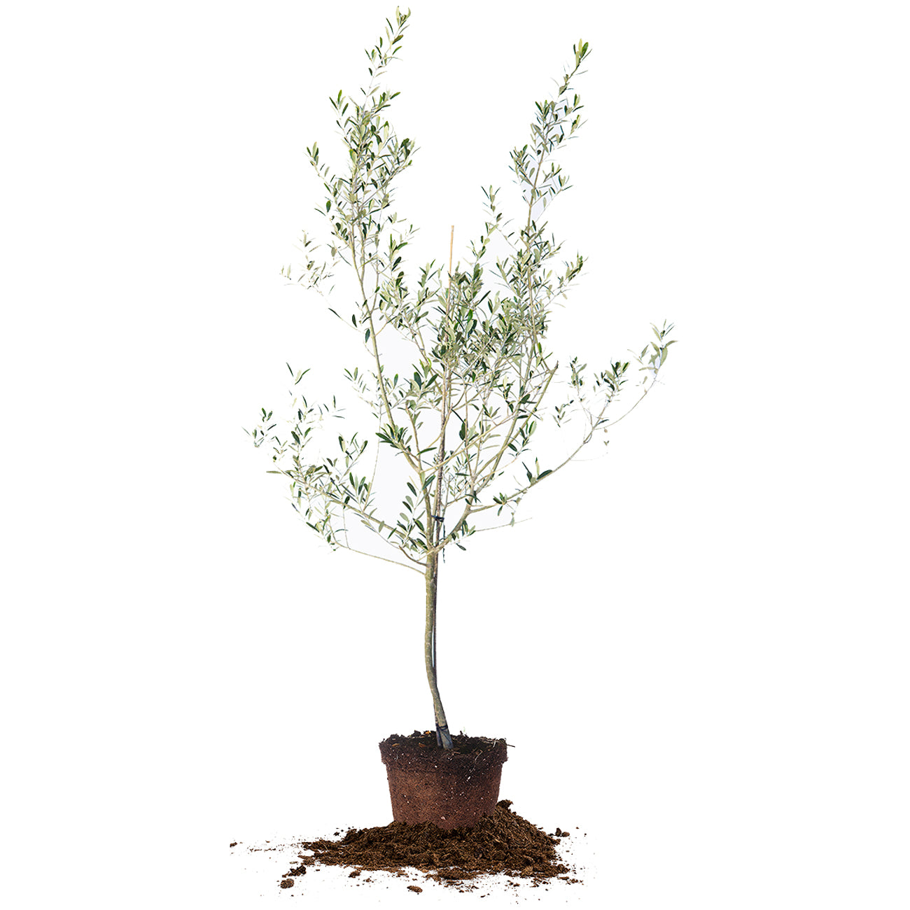 5 to 6 foot Arbequina Olive Tree for Sale