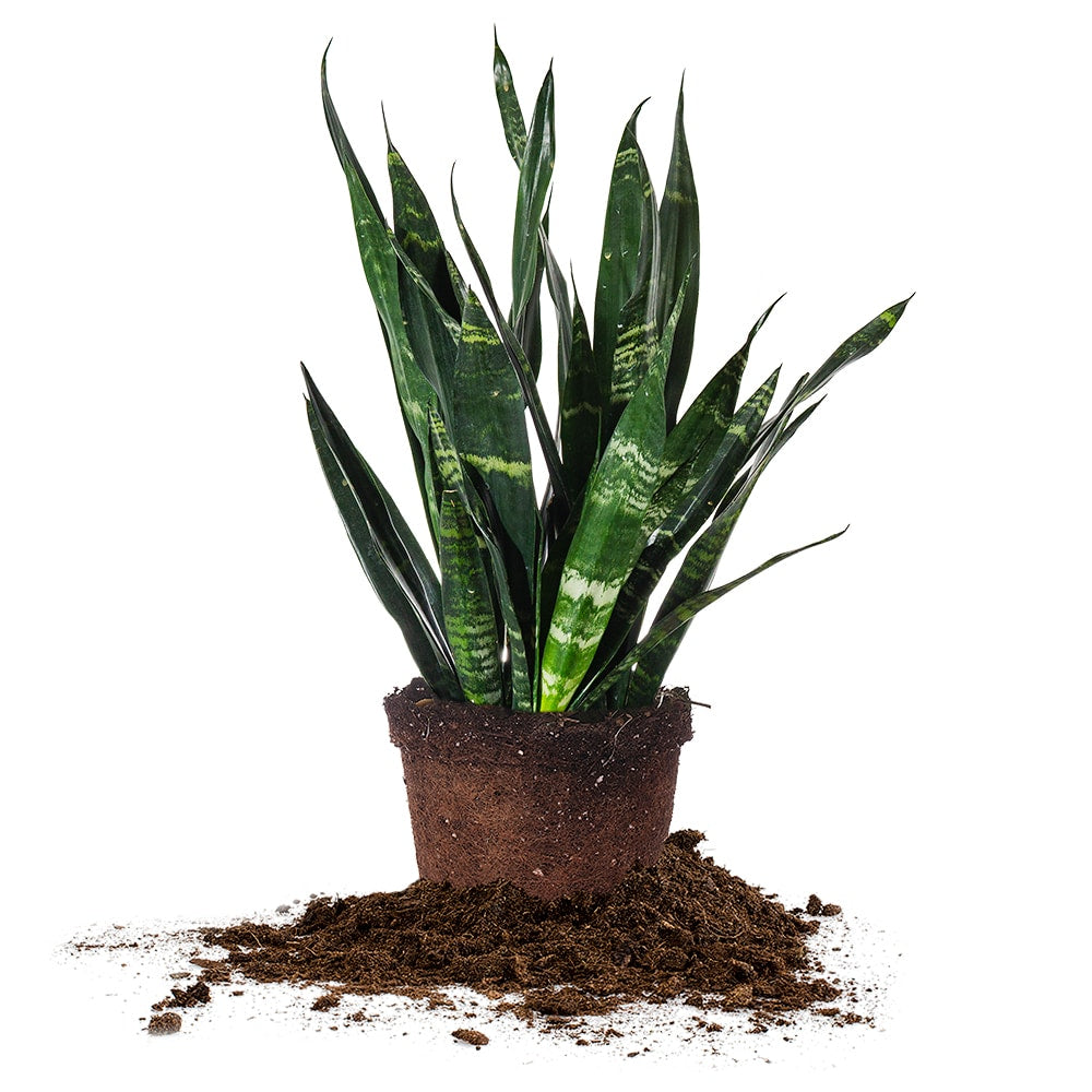 Sansevieria Black Coral - 6 Inch Pot