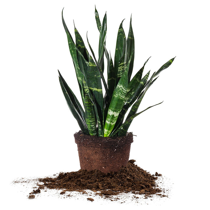 Sansevieria Black Coral Snake Plant | Buy Houseplants
