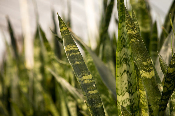 burpee black coral snake sansevieria trificiata plant Sansevieria Black Coral Snake Plant | Buy Houseplants