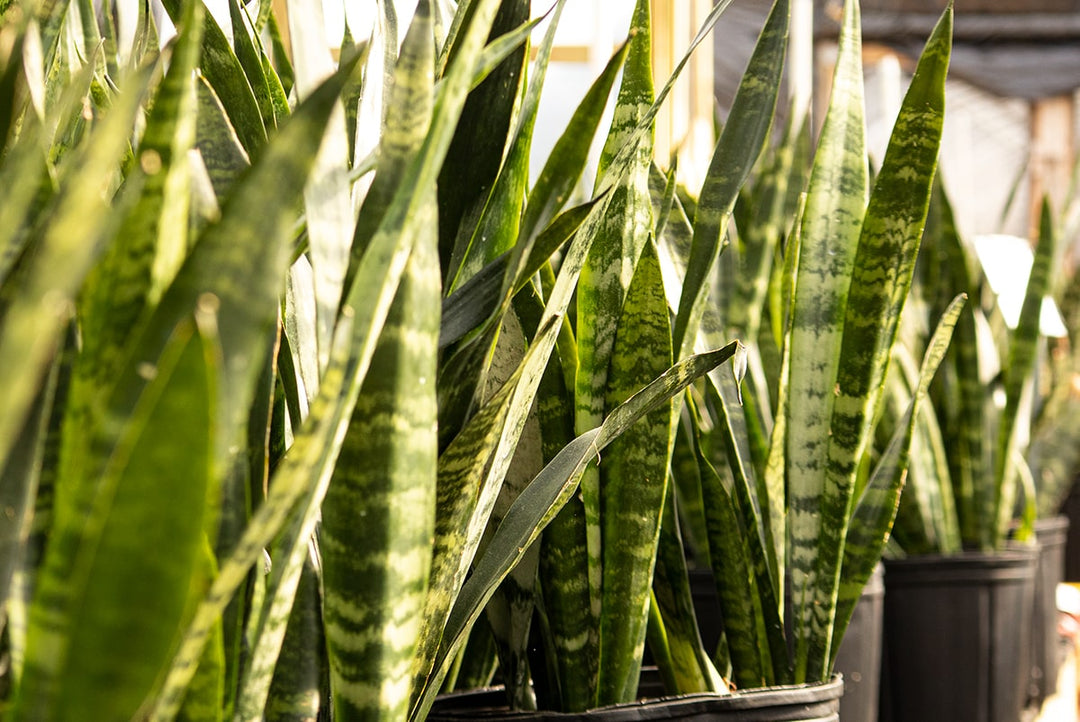 large black coral snake plant Sansevieria Black Coral - 6 Inch Pot