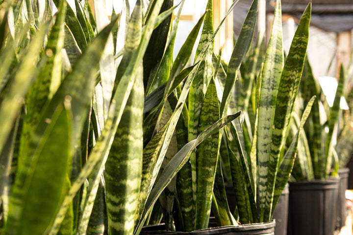 burpee black coral snake sansevieria trificiata plant Sansevieria Black Coral Snake Plant | Buy Houseplants