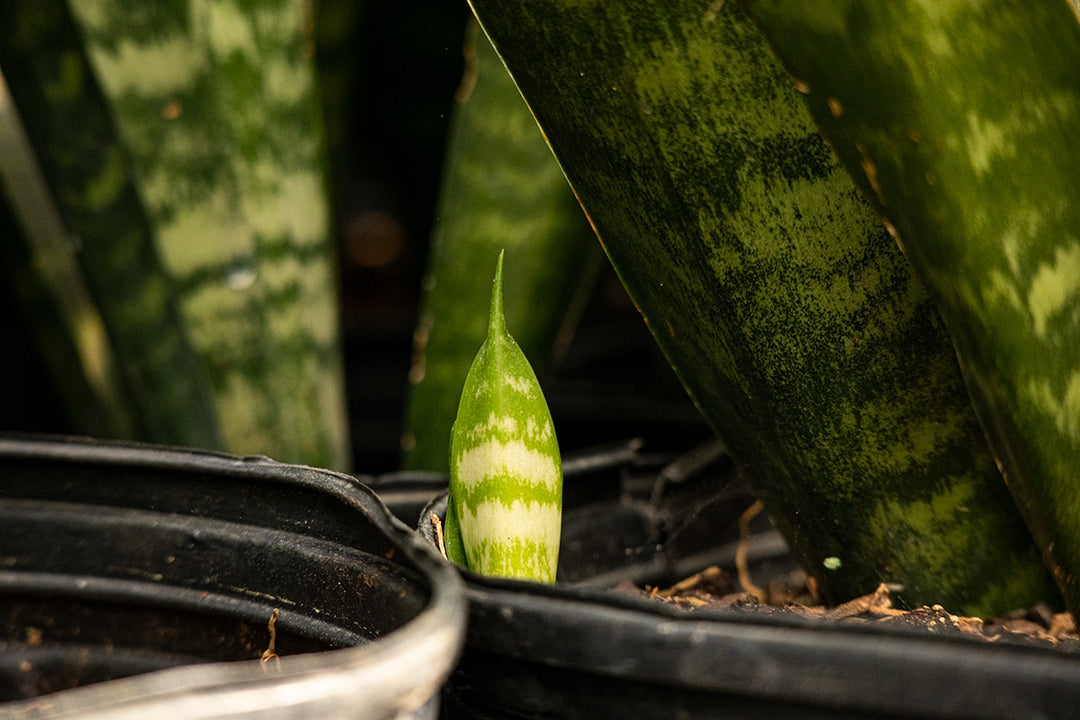 Sansevieria Black Coral Snake Plant | Buy Houseplants
