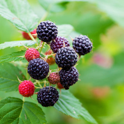 Jewel Black Raspberry fruiting shrub