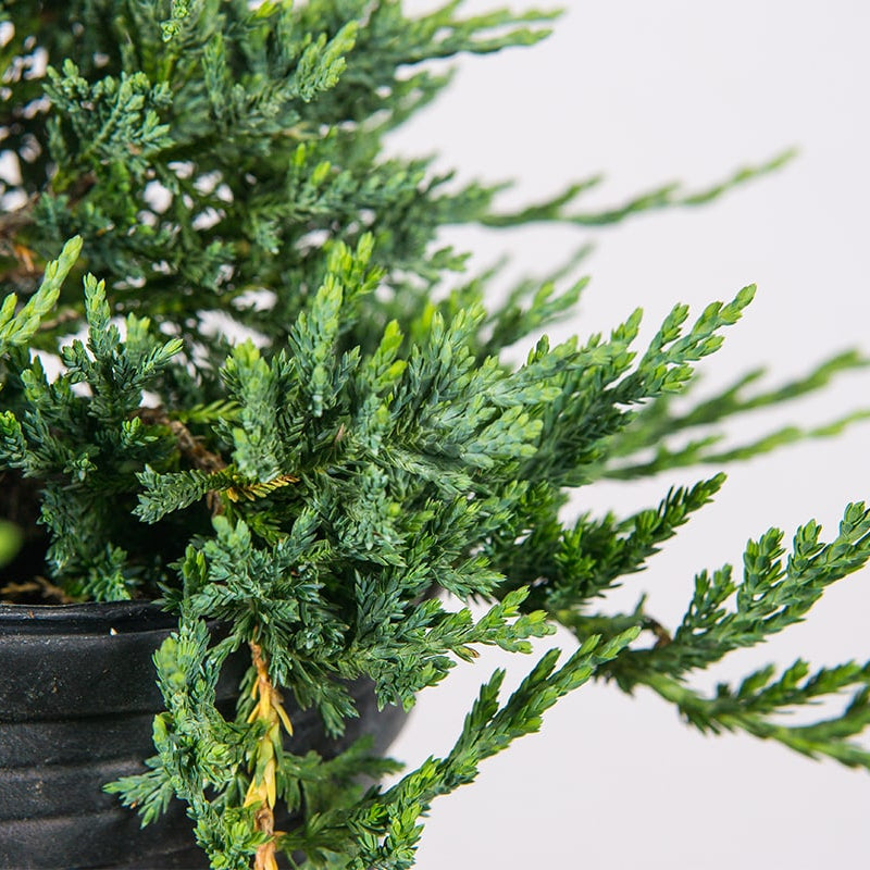 Blue Rug Juniper Tree Blue Rug Juniper for Sale | Juniperus 'wiltonii' | Perfect Plants