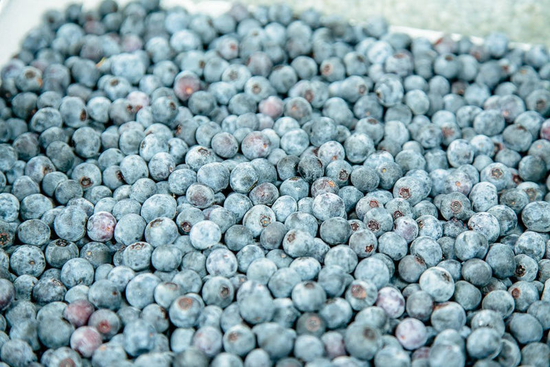 Beckyblue Rabbiteye Blueberry Bush