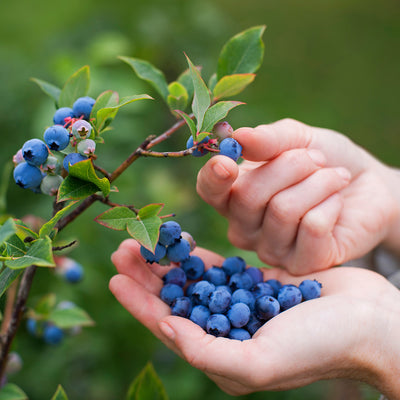 Elliot Blueberry bush, gardener picking ripe berries from branches