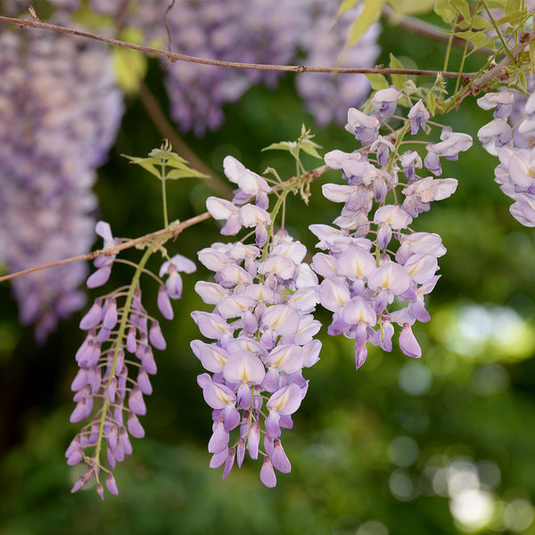 Blue Moon Wisteria Vine - 3 Gallon