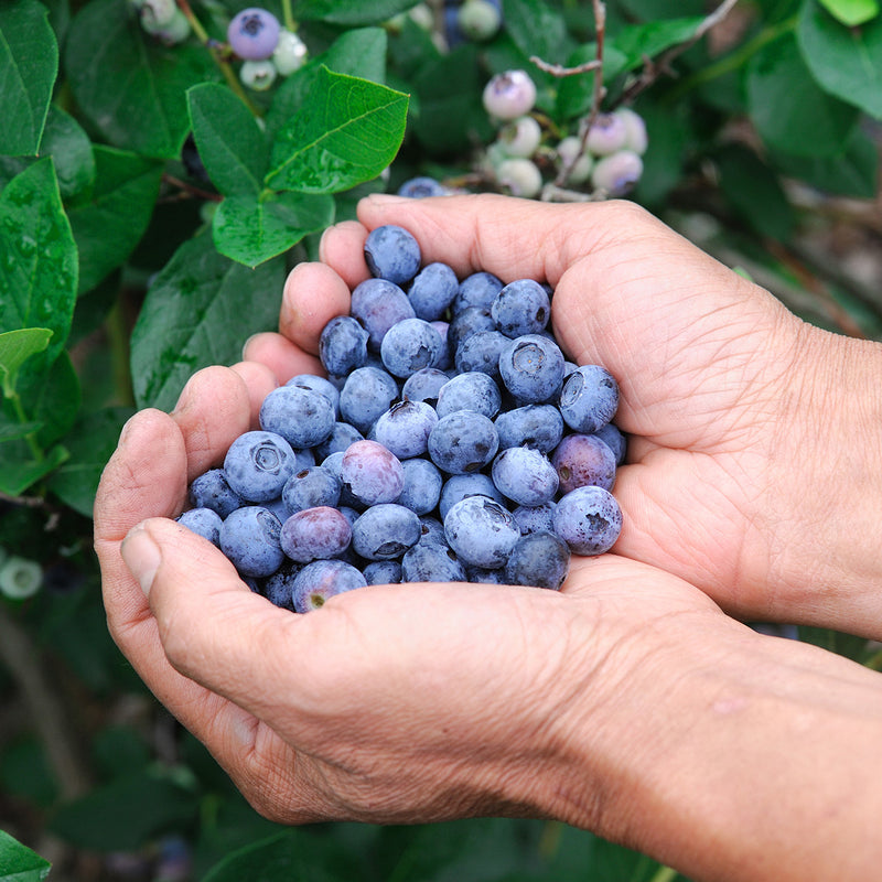 birghtwell blueberry bush hands cupping sweet blueberries