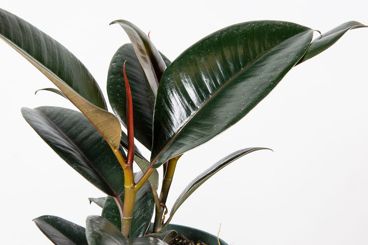 burgundy rubber tree toxic to dogs Burgundy Rubber Plant for Sale | Ficus Elastica
