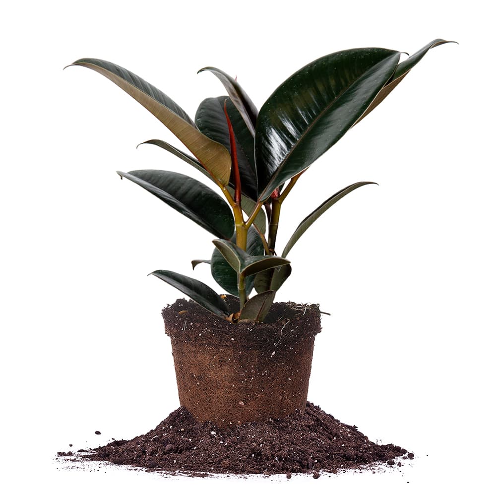 burgundy rubber tree toxic Burgundy Rubber Plant for Sale | Ficus Elastica