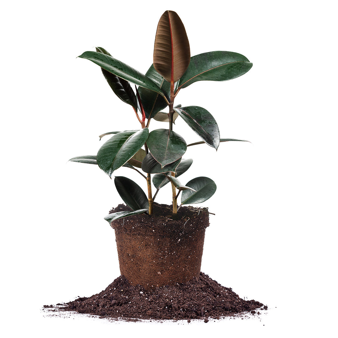 burgundy rubber tree outdoors Burgundy Rubber Plant for Sale | Ficus Elastica