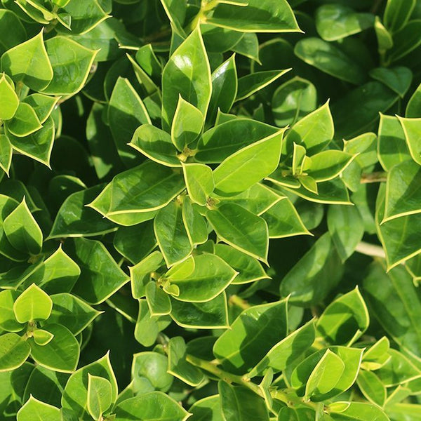 carissa plant Carissa Holly - 1 Gallon / Single