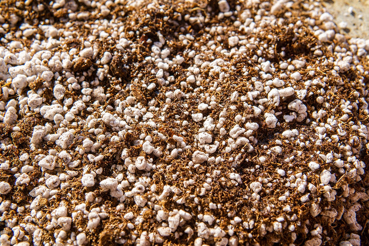 carnivorous plants soil Carnivorous Plant Soil Mix for Sale | Buy Soil Online