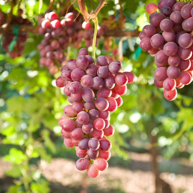 Catawba Grape Vine