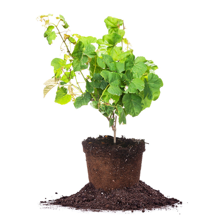 seeded grape plants for sale Concord Grape Vine - 3 Gallon / Single