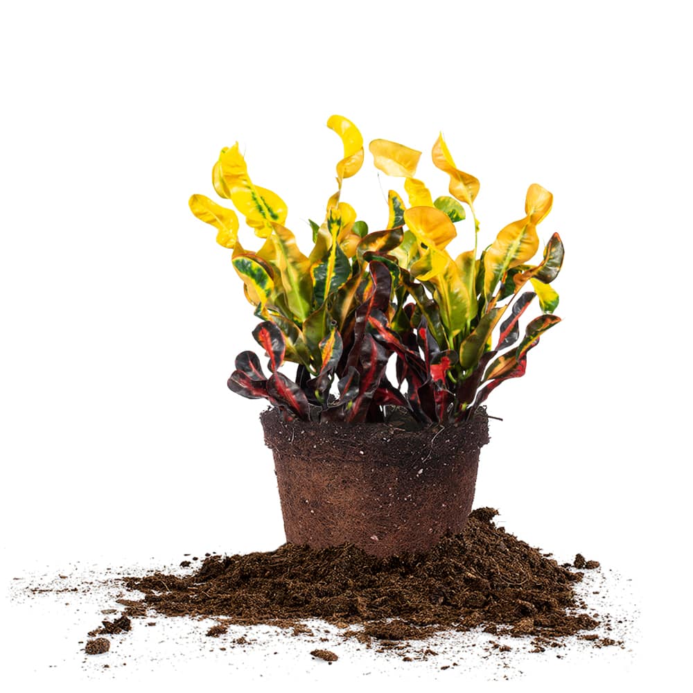 Croton Mammy - Codiaeum Variegatum | Crotons for Sale