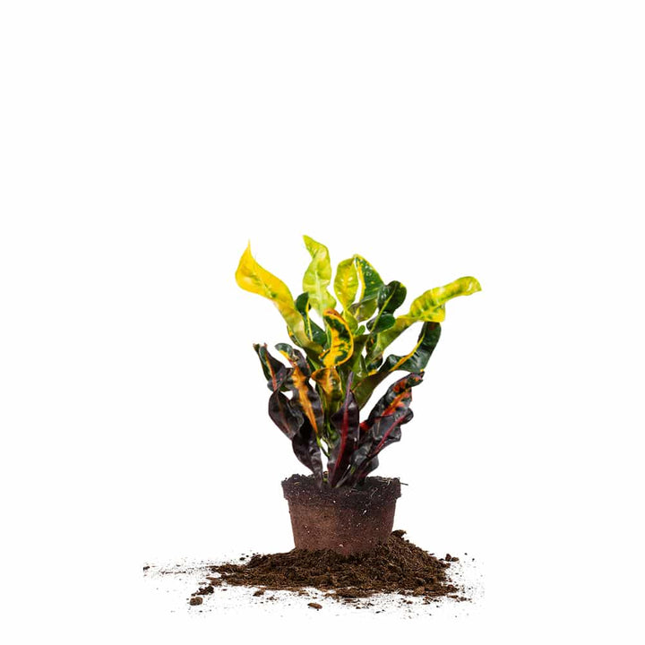 Croton Mammy - Codiaeum Variegatum | Crotons for Sale