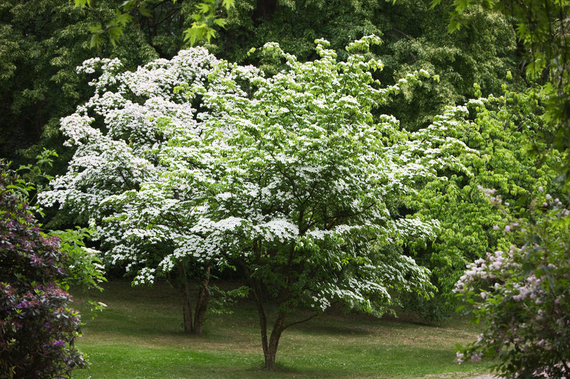 White Kousa Dogwood Tree