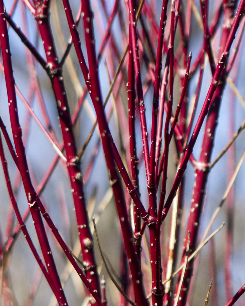 Red twig dogwood dark burgundy bark shrub for sale online