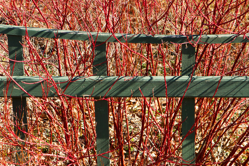 Red twig dogwood for sale online 