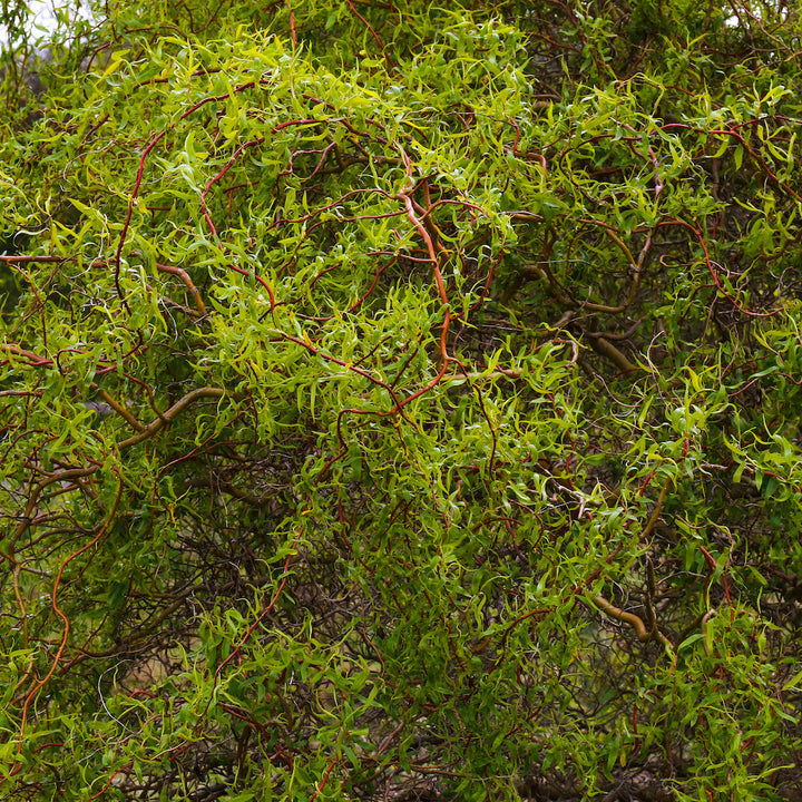 Curly Corkscrew Willow Tree - 5-6 ft