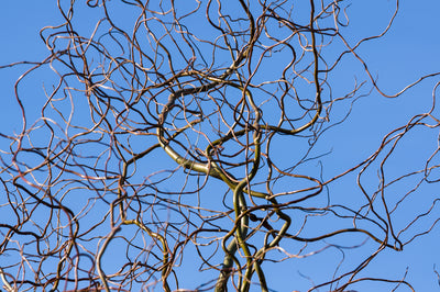 Curly Corkscrew Willow Tree