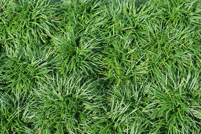 Dwarf Mondo Grass Shrub