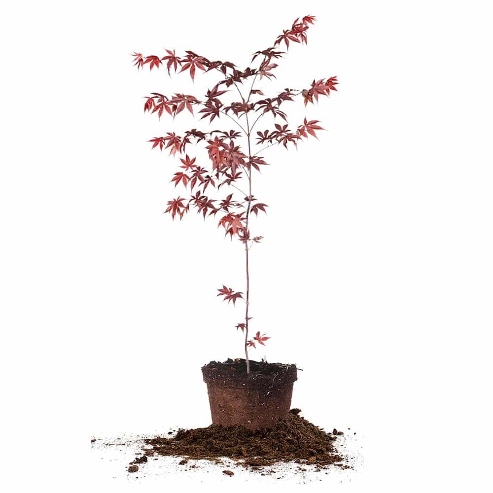 planting a maple tree in a pot Shop the Red Emperor Japanese Maple for Sale