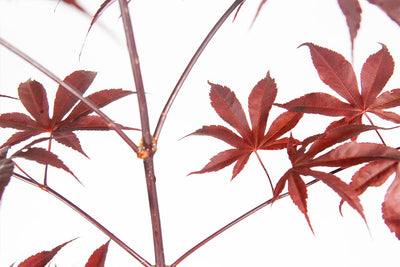 Red Emperor Japanese Maple Tree