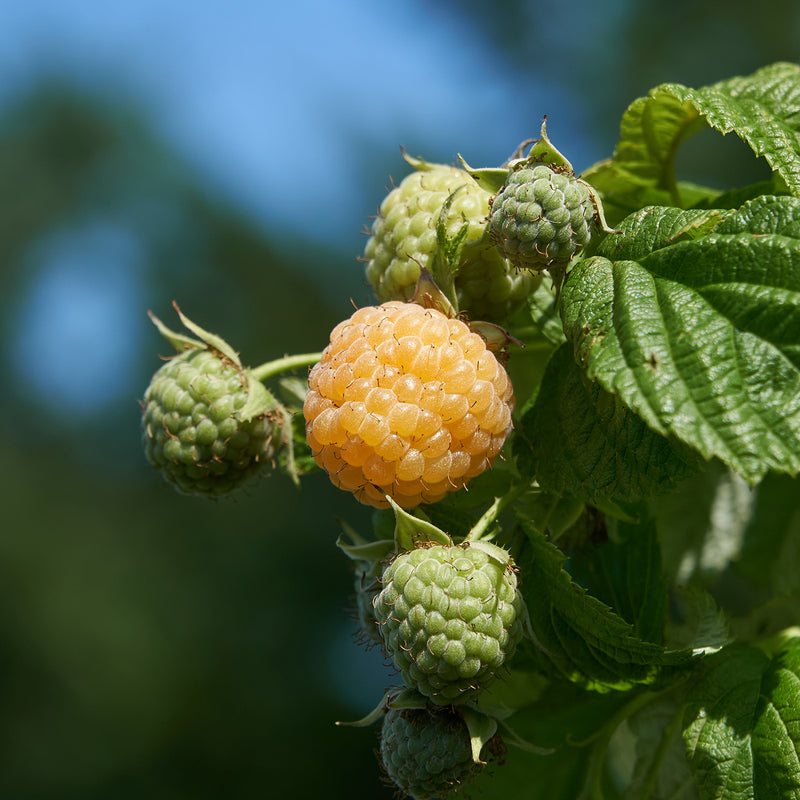 Buy Fall Gold Raspberry Plants for Sale | Golden Raspberries | Perfect ...