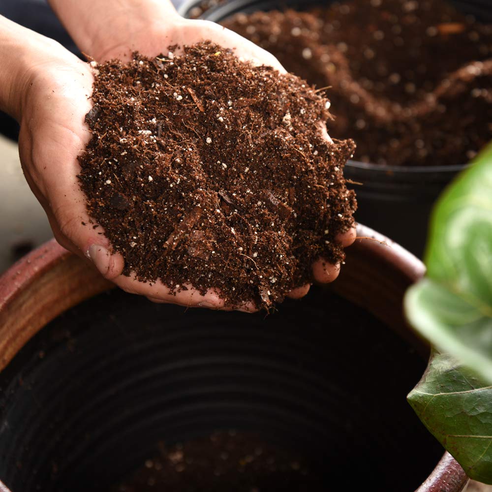 fiddle leaf fig potting soil mix Fiddle Leaf Fig Soil by Perfect Plants