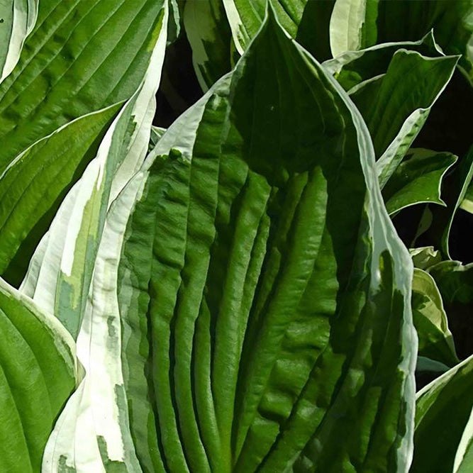 Francee Hosta - 1 Gallon / 10-Pack
