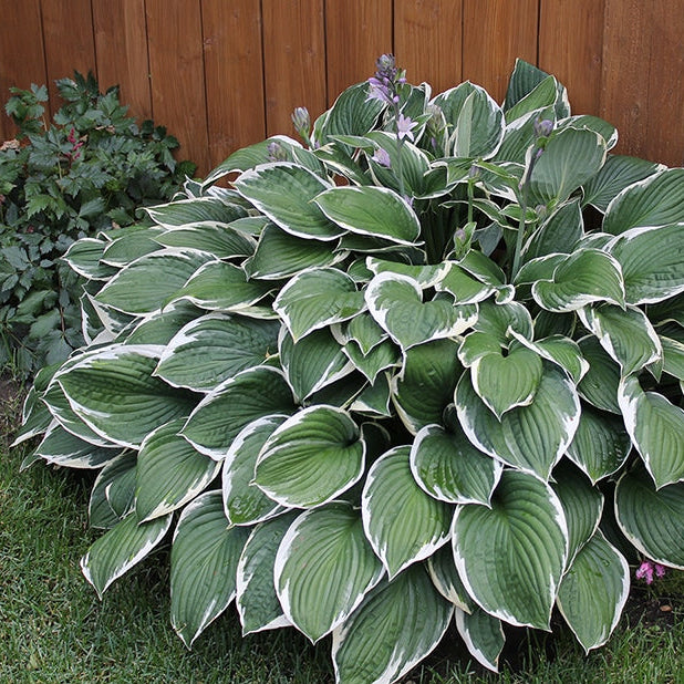 Francee Hosta - 1 Gallon / 10-Pack