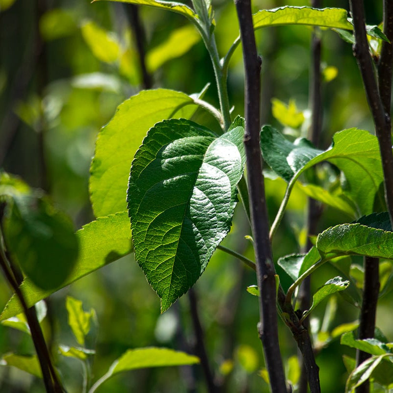 Gala Apple Tree - 4-5 ft