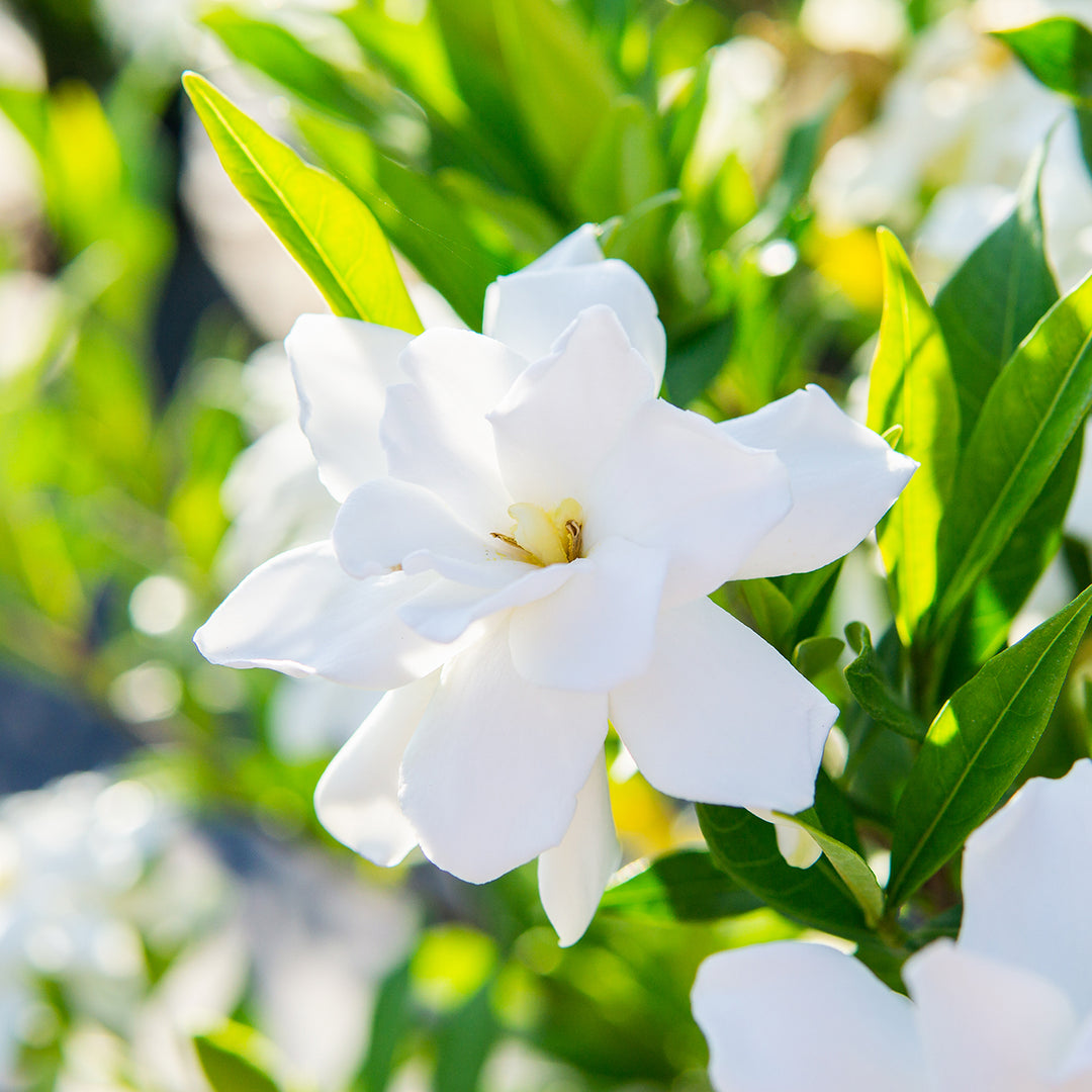 Liquid Fertilizer for Gardenias - 8 fl oz